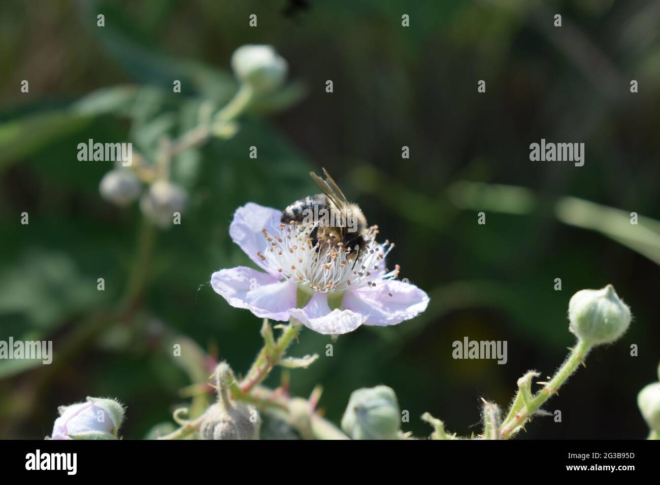 abeille sur une fleur de blackberry blanche Banque D'Images