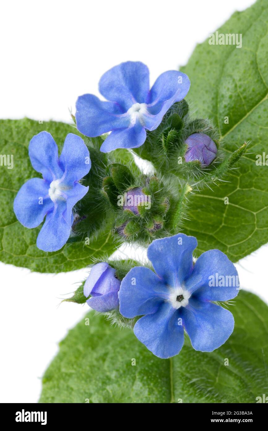 Branche fraîche entière de plante Anchusa avec des fleurs bleues gros plan sur fond blanc Banque D'Images