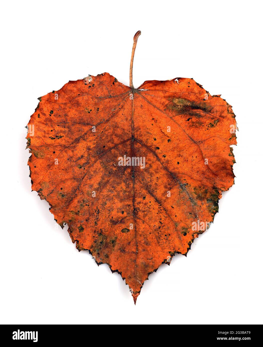 Feuille en forme de coeur d'automne multicolore isolée sur fond blanc. Feuilles isolées. Banque D'Images