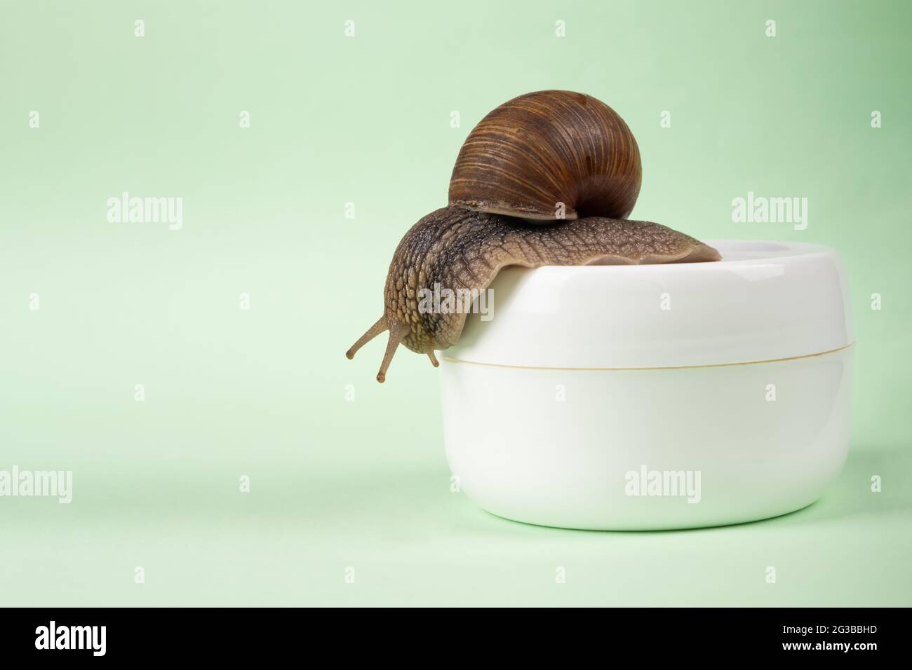 crème curative de mucine d'escargot avec espace de copie, soins de la peau. Banque D'Images