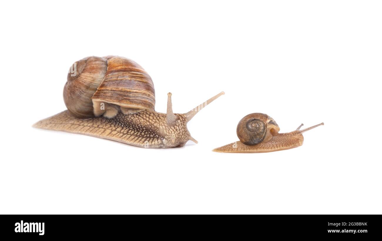 famille d'escargots isolée sur fond blanc. Banque D'Images