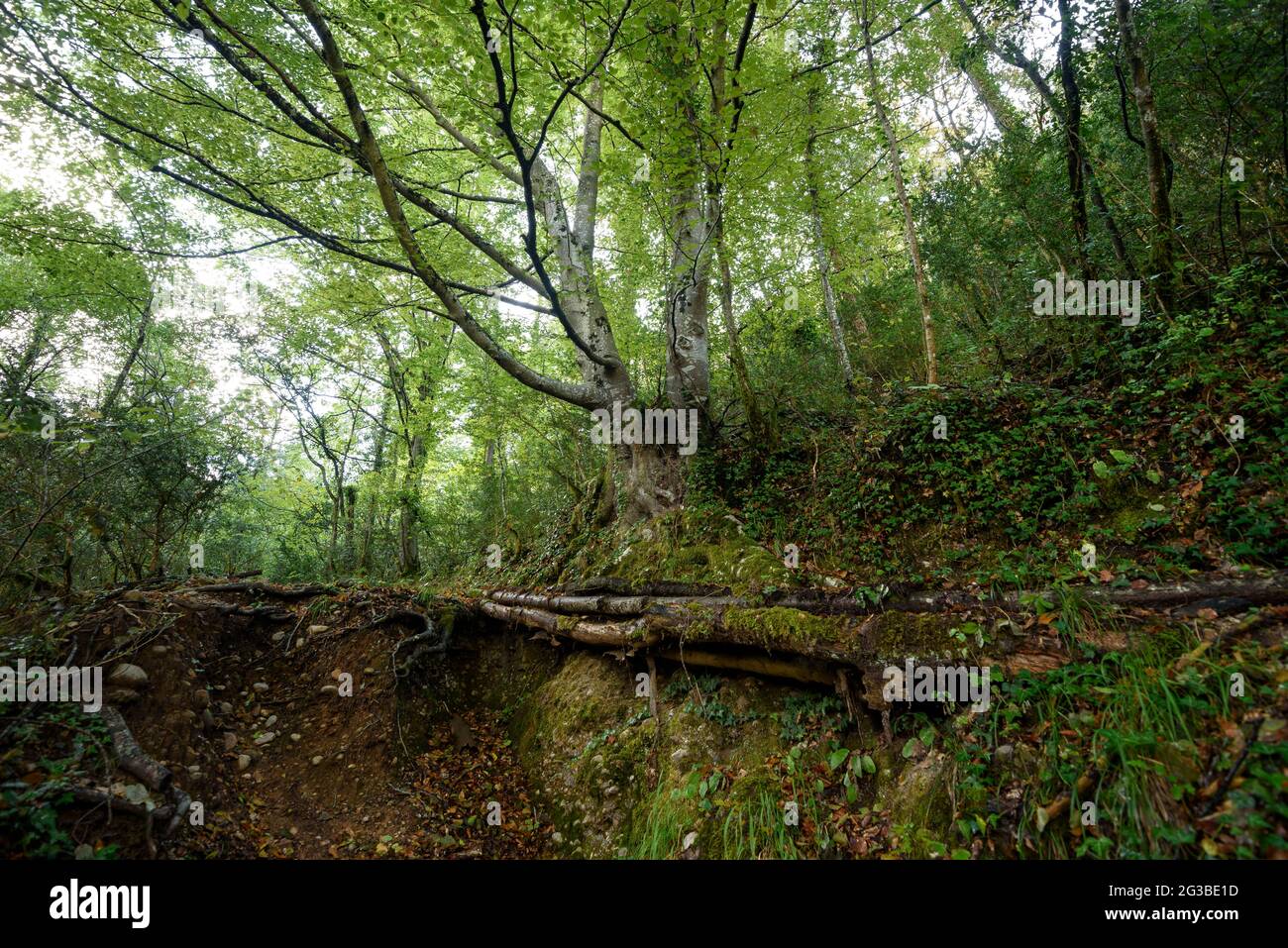 Chemin jusqu'au sommet de SALGA Aguda à travers la forêt sur le versant nord (Berguedà, Catalogne, Espagne, Pyrénées) Banque D'Images