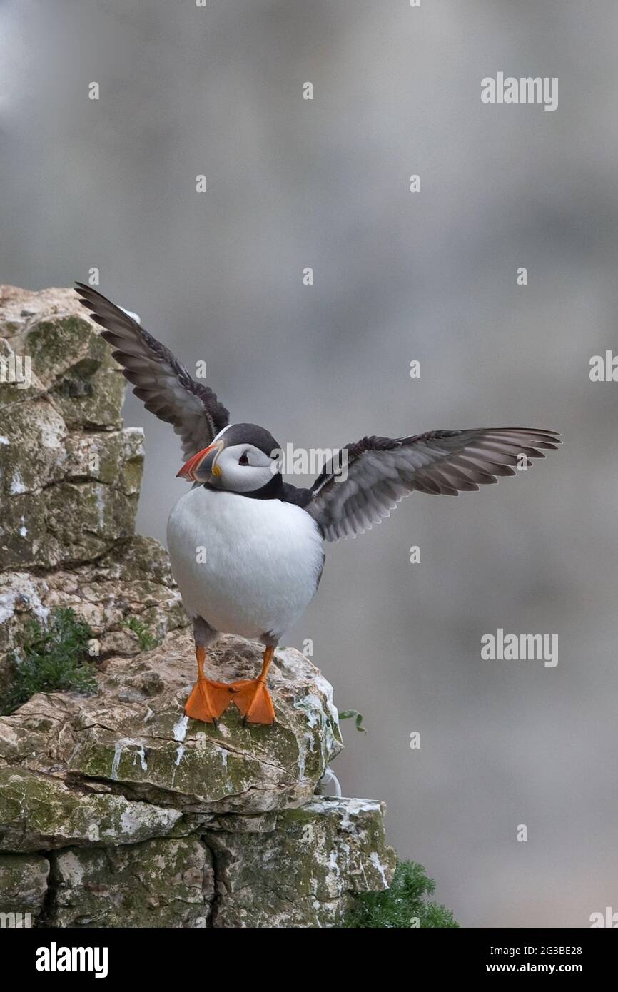 Macareux moine (Fratercula arctica) Banque D'Images