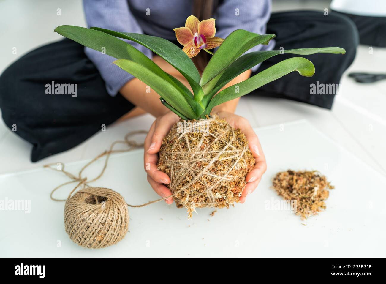 Kokedama plante DIY femme faisant orchidée boule flottante d'air japonaise avec sphagnum mousse et corde de jute. Jardinage à la maison Banque D'Images