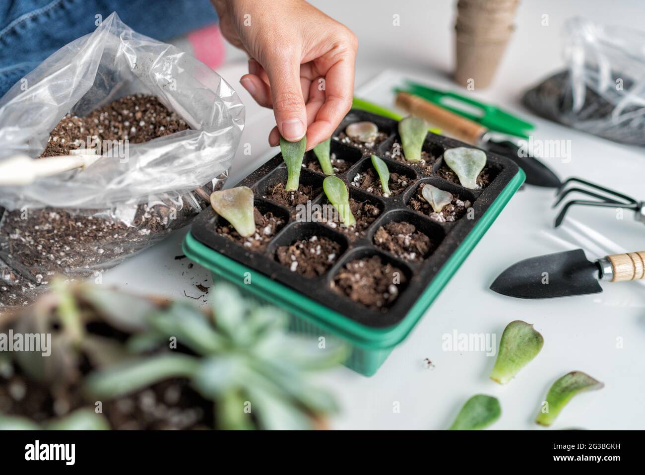 Propagation des feuilles succulentes à l'unissant. Femme jardinant à la maison plantant des feuilles de plante dans le pot mélange propageant plateau pour la germination. Jardin intérieur dans l'appartement Banque D'Images