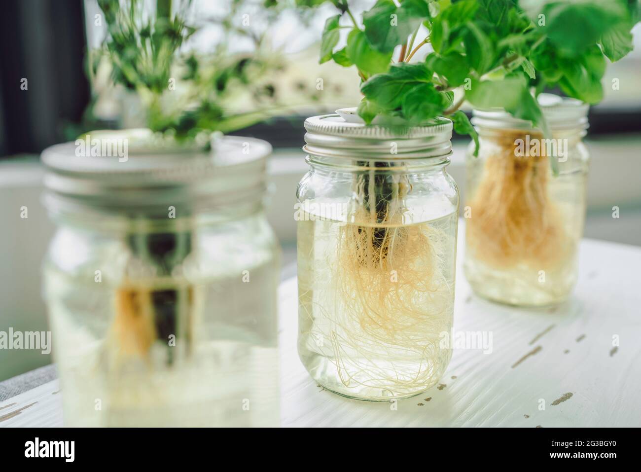 Méthode kratky hydroponique système de bocaux fermés. Herbes plantes avec des racines dans l'eau hydroponique. Herbes fraîches à manger. Gros plan de couvercles faits maison avec substrat Banque D'Images