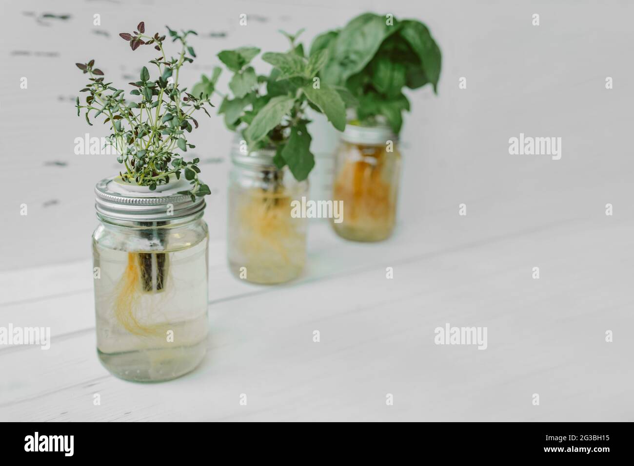 Jardin d'herbes fraîches à la cuisine comptoir vue du dessus du basilic genovese, menthe, thym dans les pots de méthode kratky hydroponique Banque D'Images