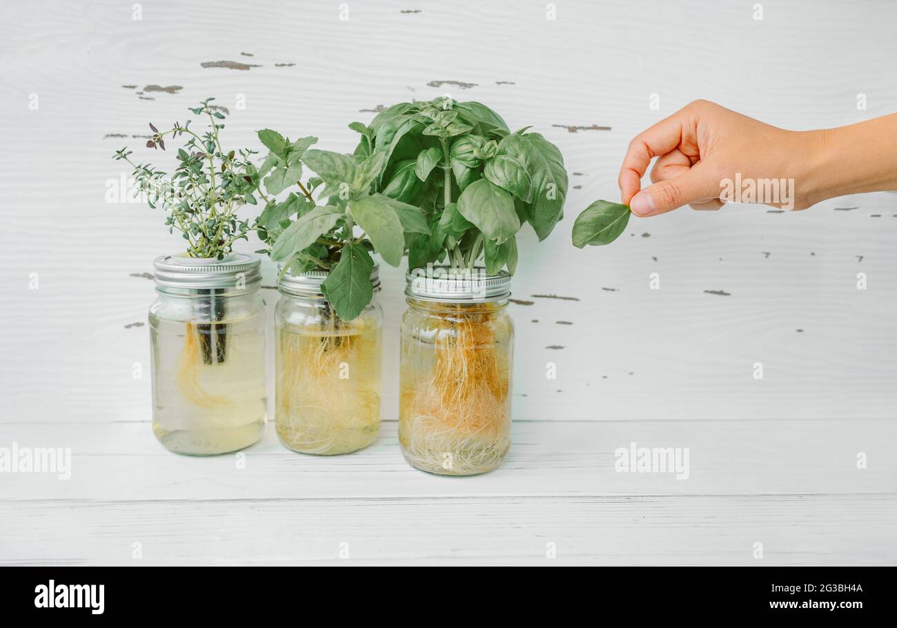 Récolte d'herbes à la maison pendant la cuisson. Femme cueillant des feuilles de basilic frais à partir de plantes d'herbes en croissance dans le système de bocaux kratky hydroponique. Feuilles de plantes comestibles Banque D'Images