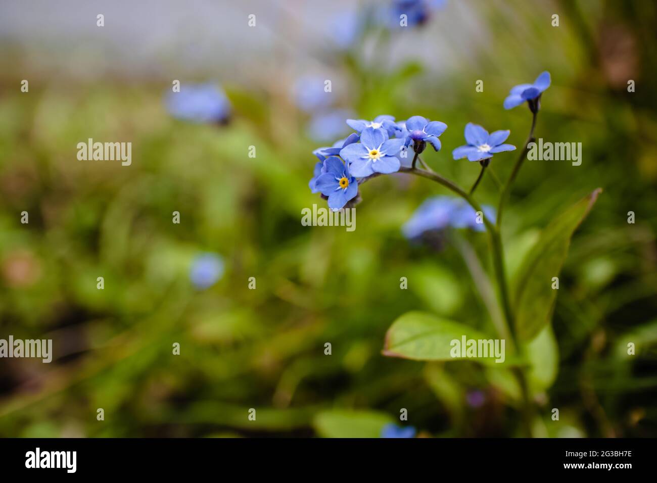 Gros plan de l'alpine ne m'oubliez pas Banque D'Images