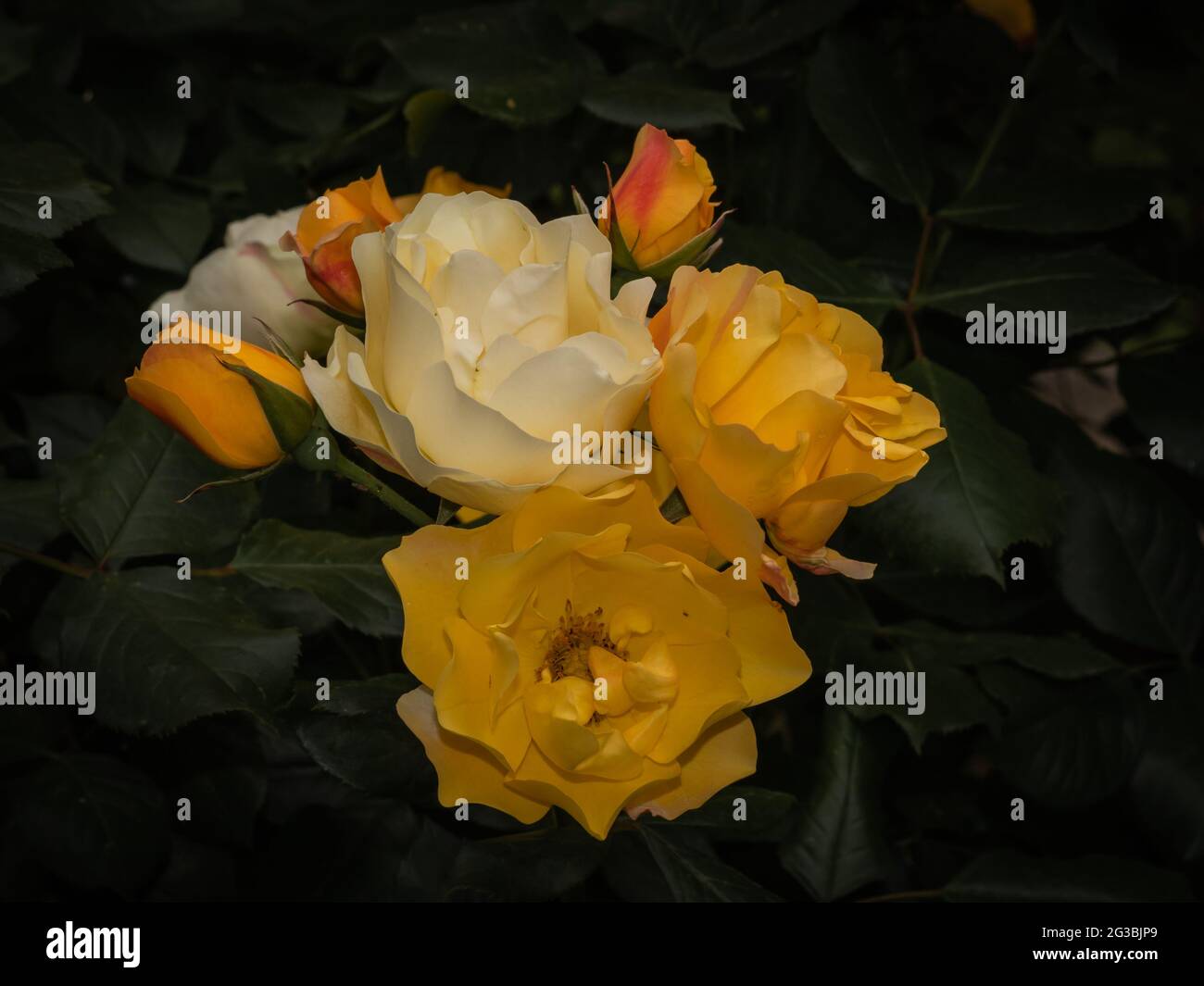 fleurs roses jaunes et blanches Banque D'Images