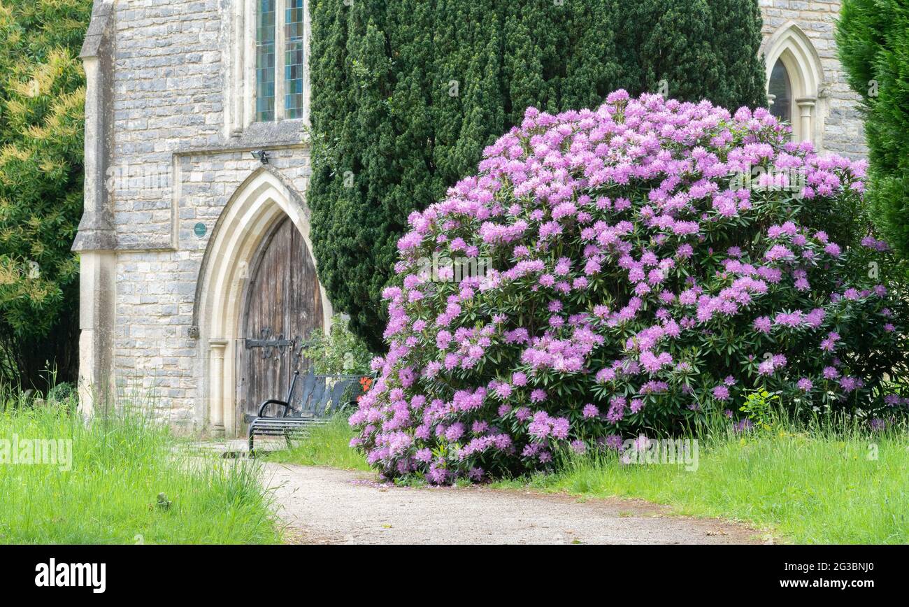 Rhododendrons dans le vieux cimetière de Southampton Banque D'Images