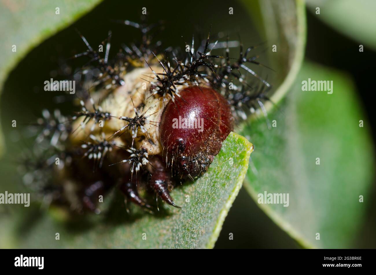 Buckmoth de Slosser, Hemileuca slosseri, larve se nourrissant de Havard Shin-Oak, Quercus havardii Banque D'Images