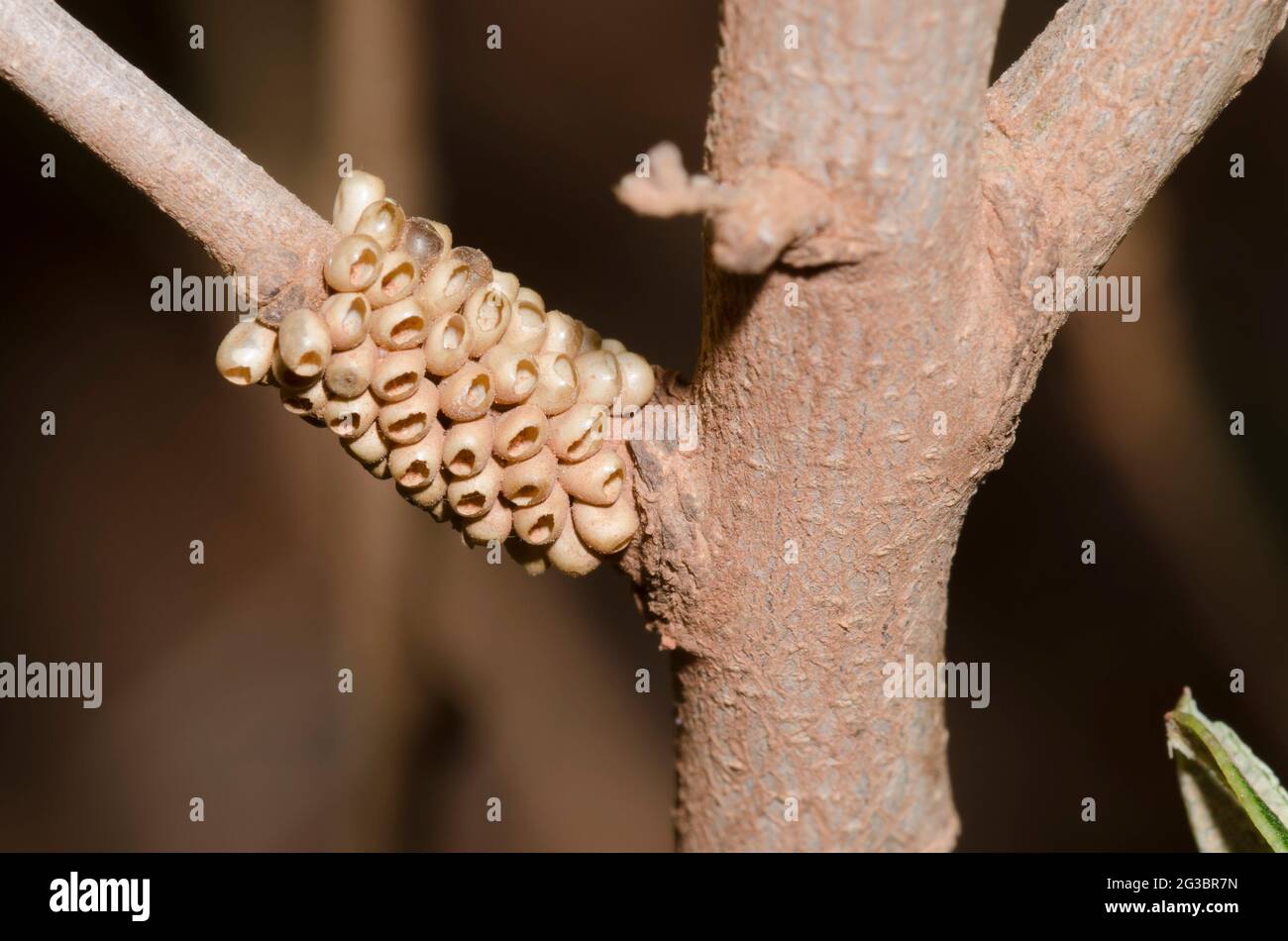 Le buckmoth de Slosser, Hemileuca slosseri, a éclos des oeufs sur le Havand Shin-Oak, Quercus havardii Banque D'Images