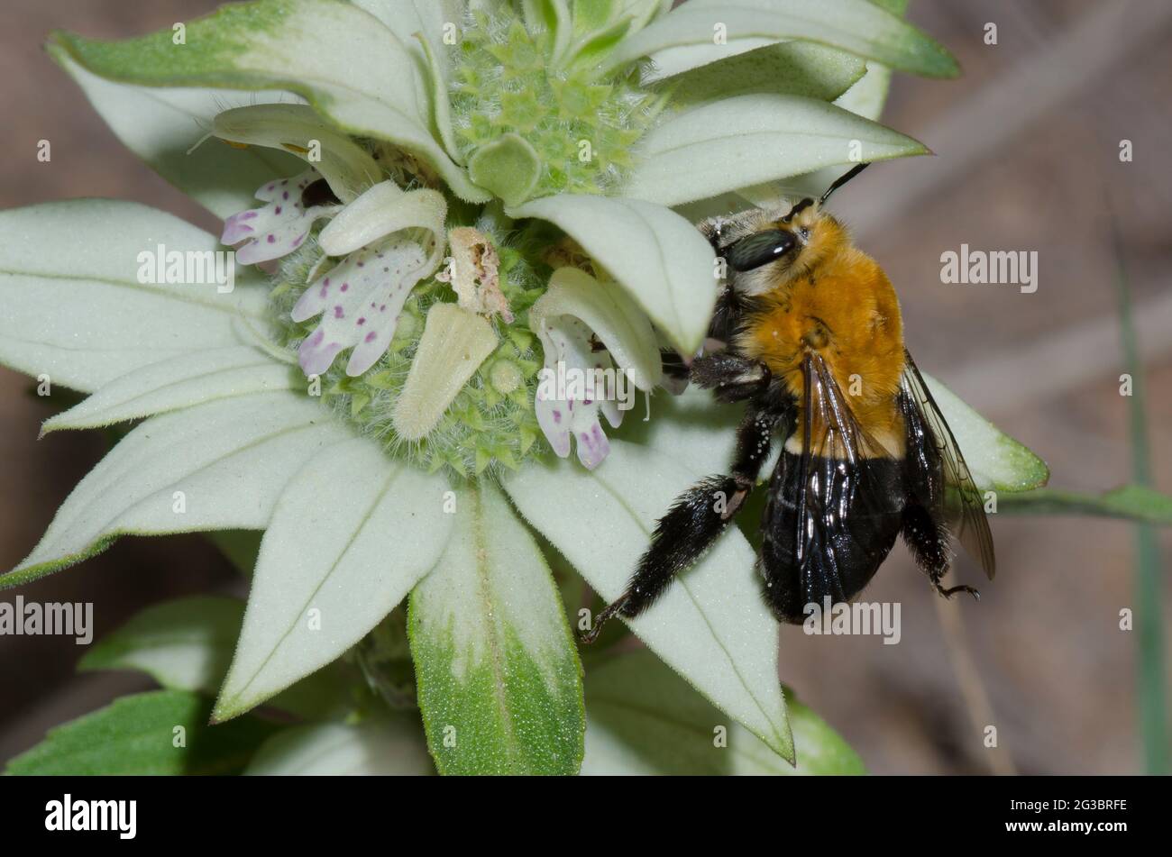 Digger Bee, Habropoda sp., recherche de nourriture sur Beebalm tacheté, Monarda punctata Banque D'Images