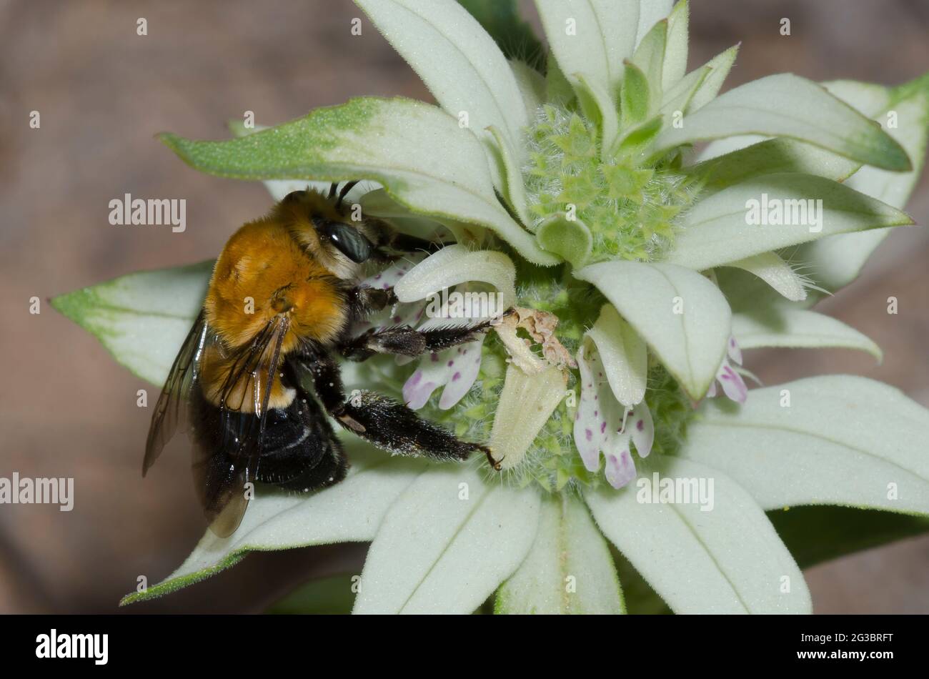 Digger Bee, Habropoda sp., recherche de nourriture sur Beebalm tacheté, Monarda punctata Banque D'Images