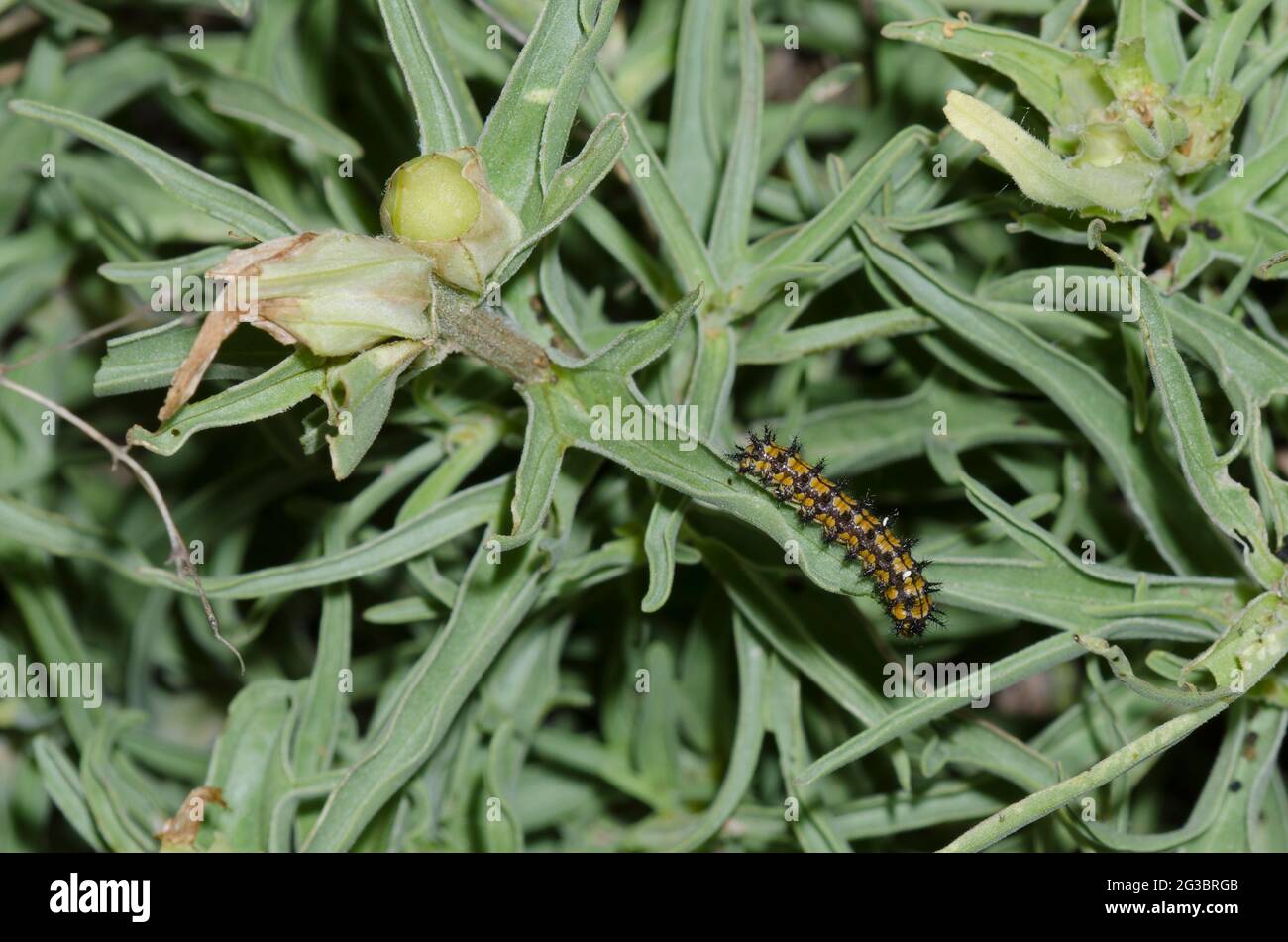 Fulvia Checkerspot, Chlolyne fulvia, larve sur le pinceau indien des grandes plaines, Castilleja sessiliflora. Notez les œufs de mouche tachinide. Banque D'Images