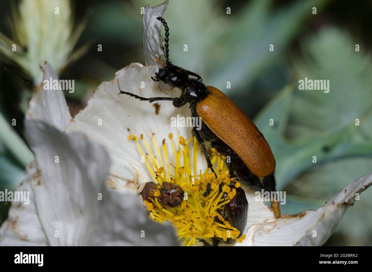 Blister Beetle, Lytta fulvipennis, se nourrissant de Pricklecoquelicot annuel, Argemone polyanthemos Banque D'Images