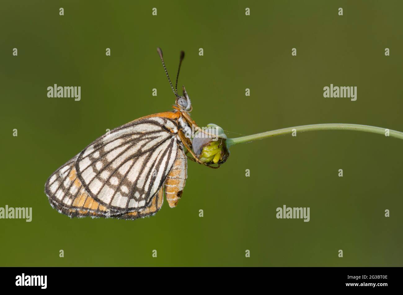 Fulvia Checkerspot, Chlolyne fulvia, femelle perchée sur Hopi Tea Greenthread, Thelesperma megapotamicum Banque D'Images