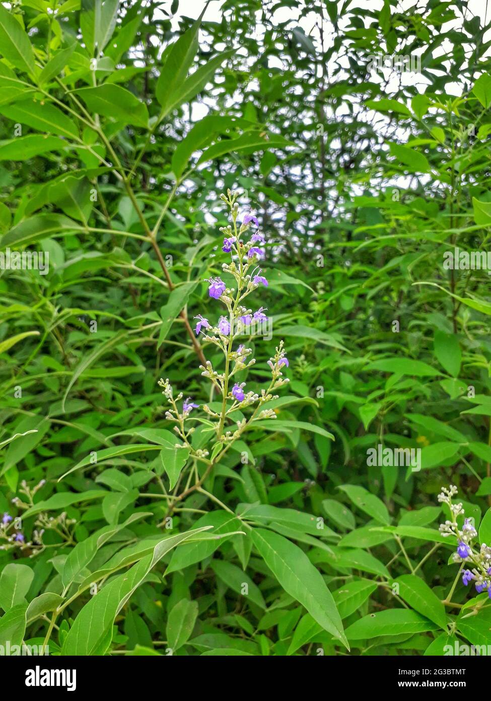 Plan vertical de belles fleurs de chaste (vitex agnus castus) dans le jardin Banque D'Images