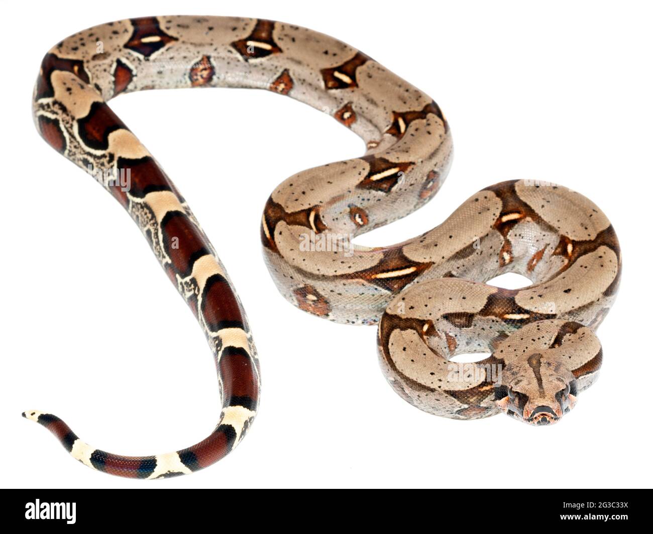 Boa constricteur juvénile, province d'Orellana, Équateur Banque D'Images