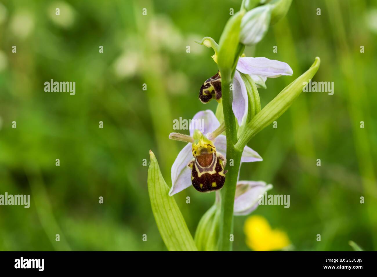 Orchidée d'abeille, Ophrys apifera. Banque D'Images