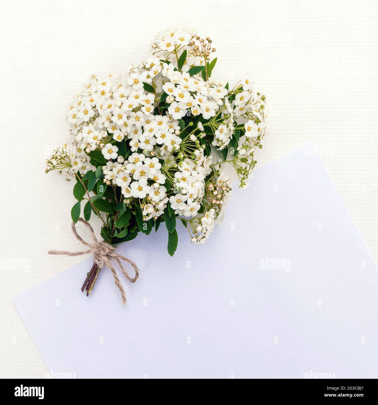Modèle de carte de vœux. Un bouquet de brindilles avec de petites fleurs  blanches avec un noeud et un endroit pour accueillir ou concevoir sur un  fond clair Photo Stock - Alamy