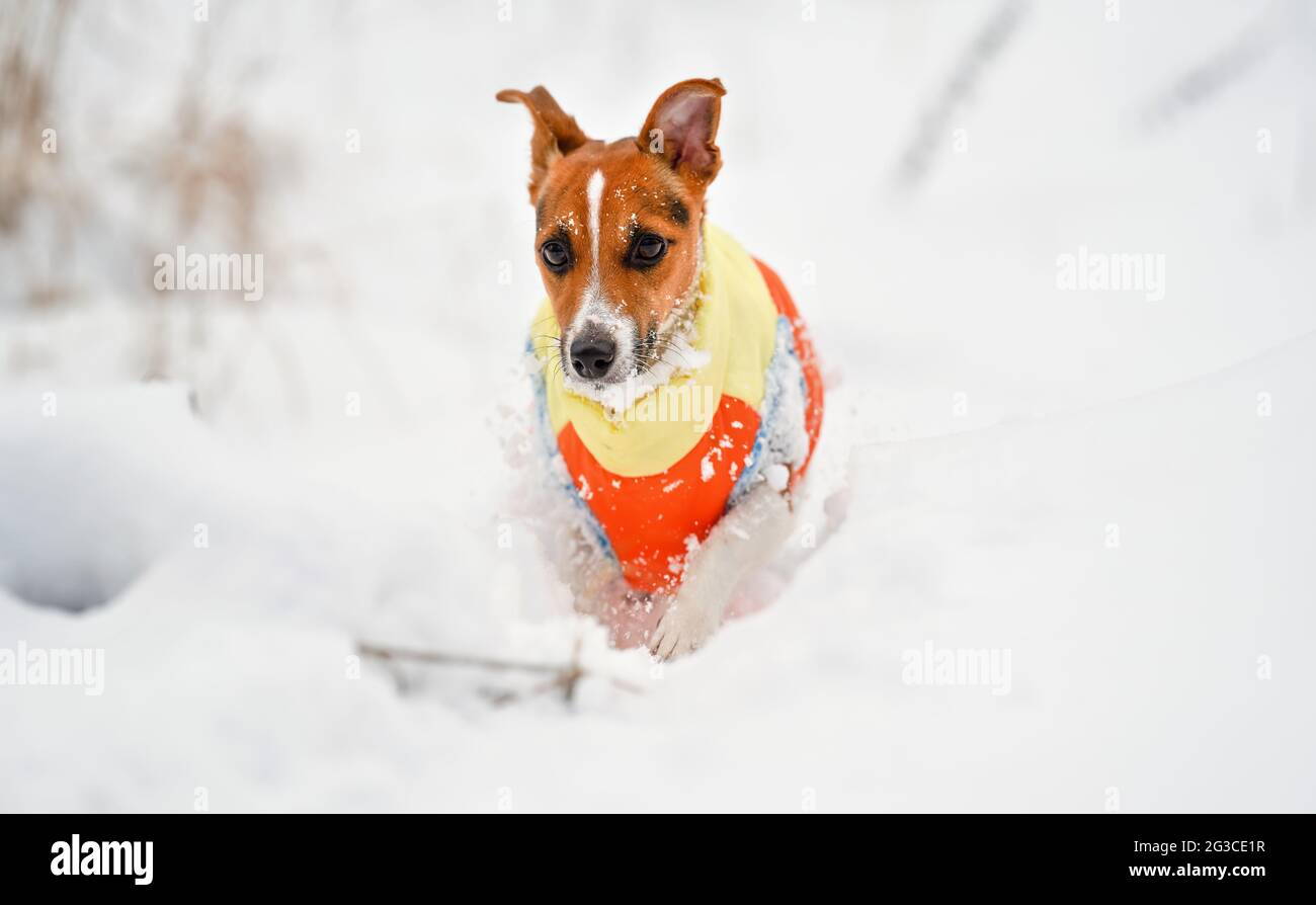 Jack Russell terrier marchant dans un champ couvert de neige profonde vers l'appareil photo, portant des vêtements chauds d'hiver Banque D'Images