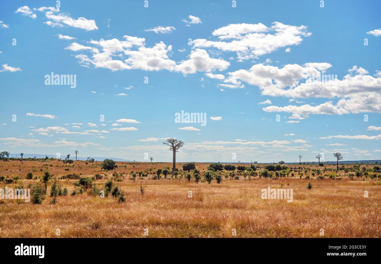 Terrain plat avec de l'herbe basse, quelques baobabs poussant à distance, paysage typique de Maninday, région de Madagascar Banque D'Images