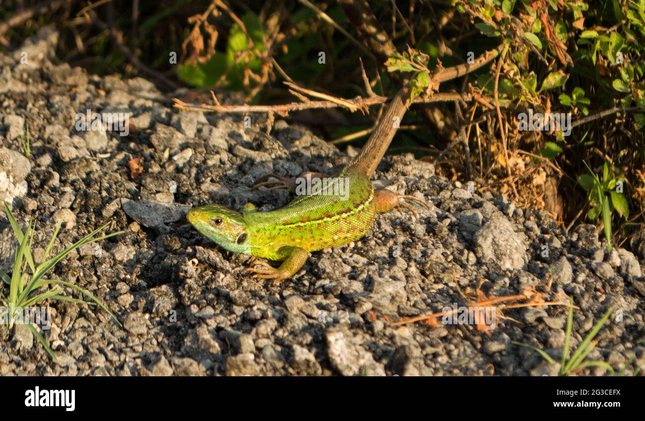 Lézard vert Banque D'Images