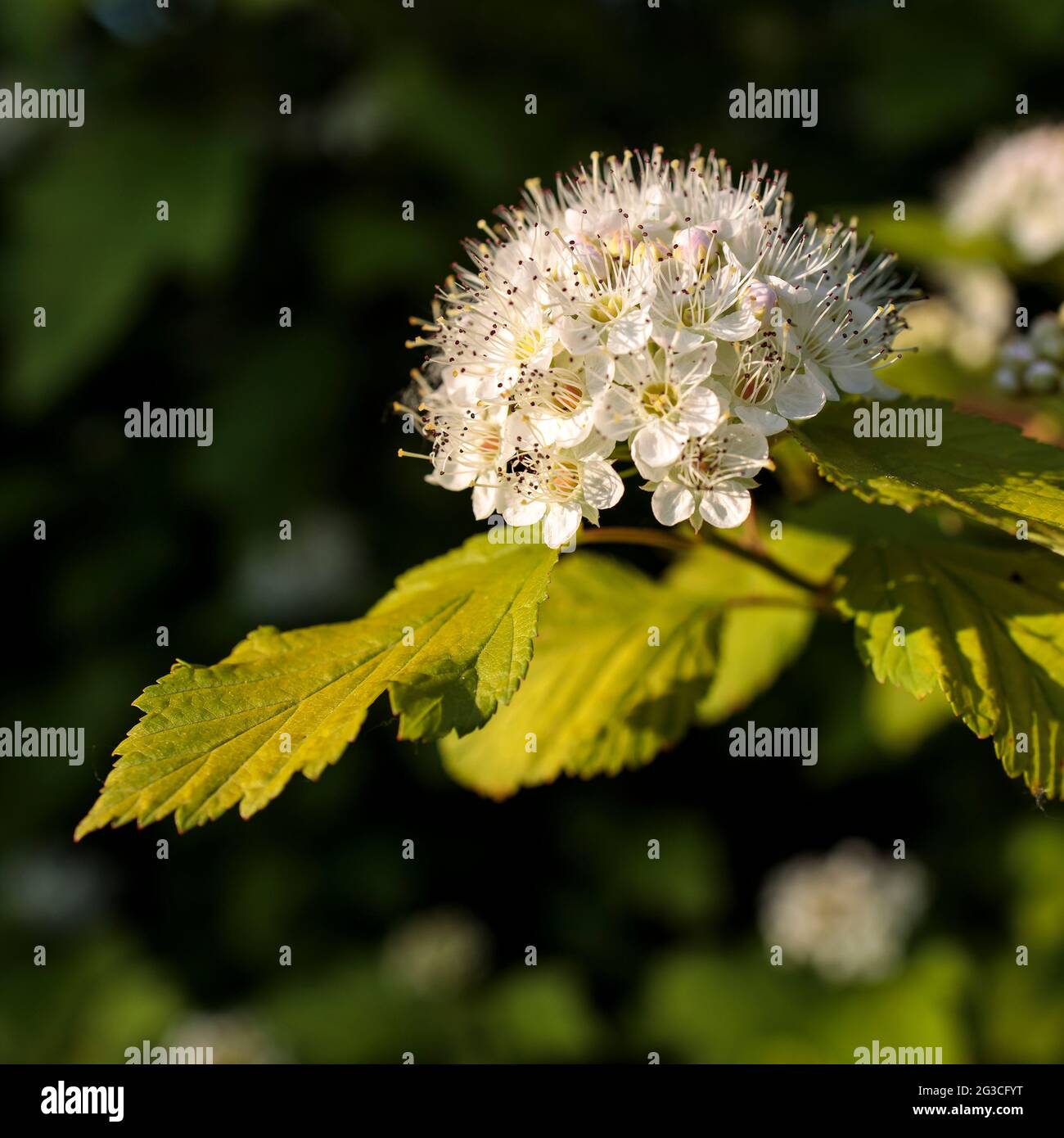 Fleurs blanches et rouges bordeaux de Physocarpus opulifolius en mai au coucher du soleil Banque D'Images