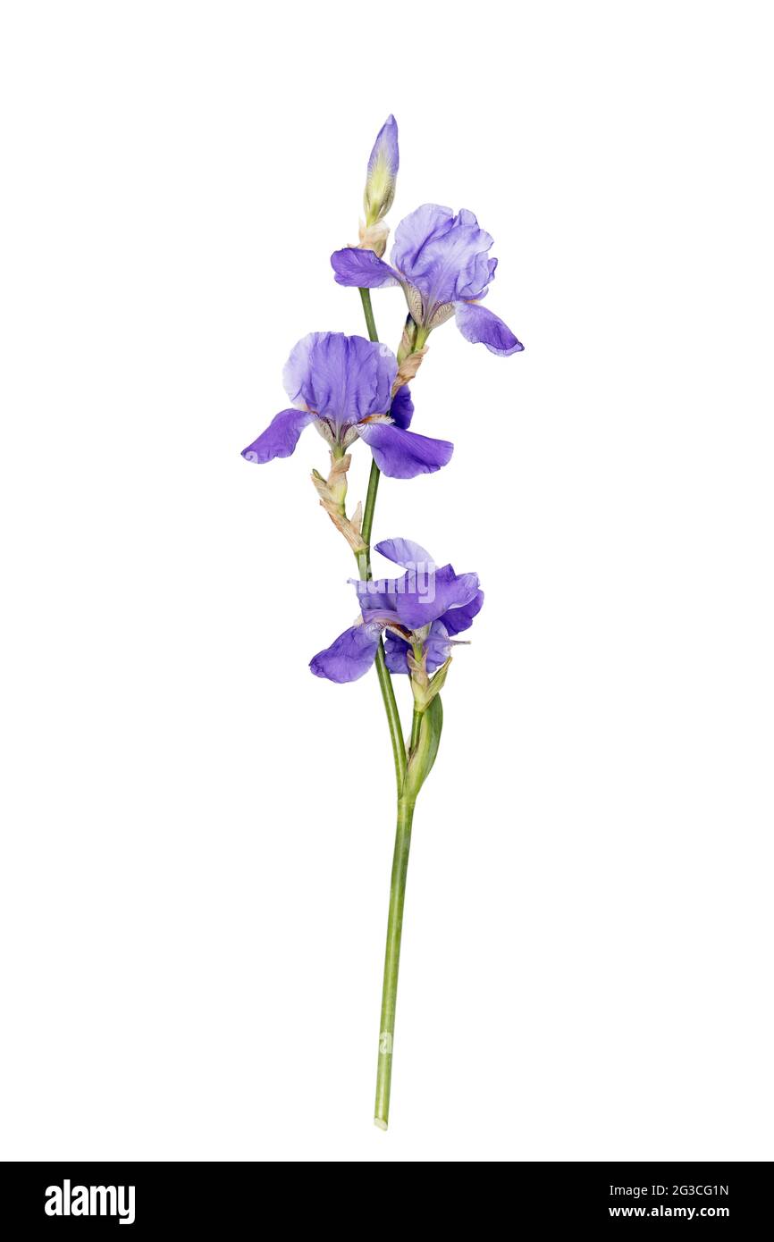 Fleur de l'iris bleu sur fond blanc. Place pour votre texte. Mise en page. Verticale. Isolé Banque D'Images