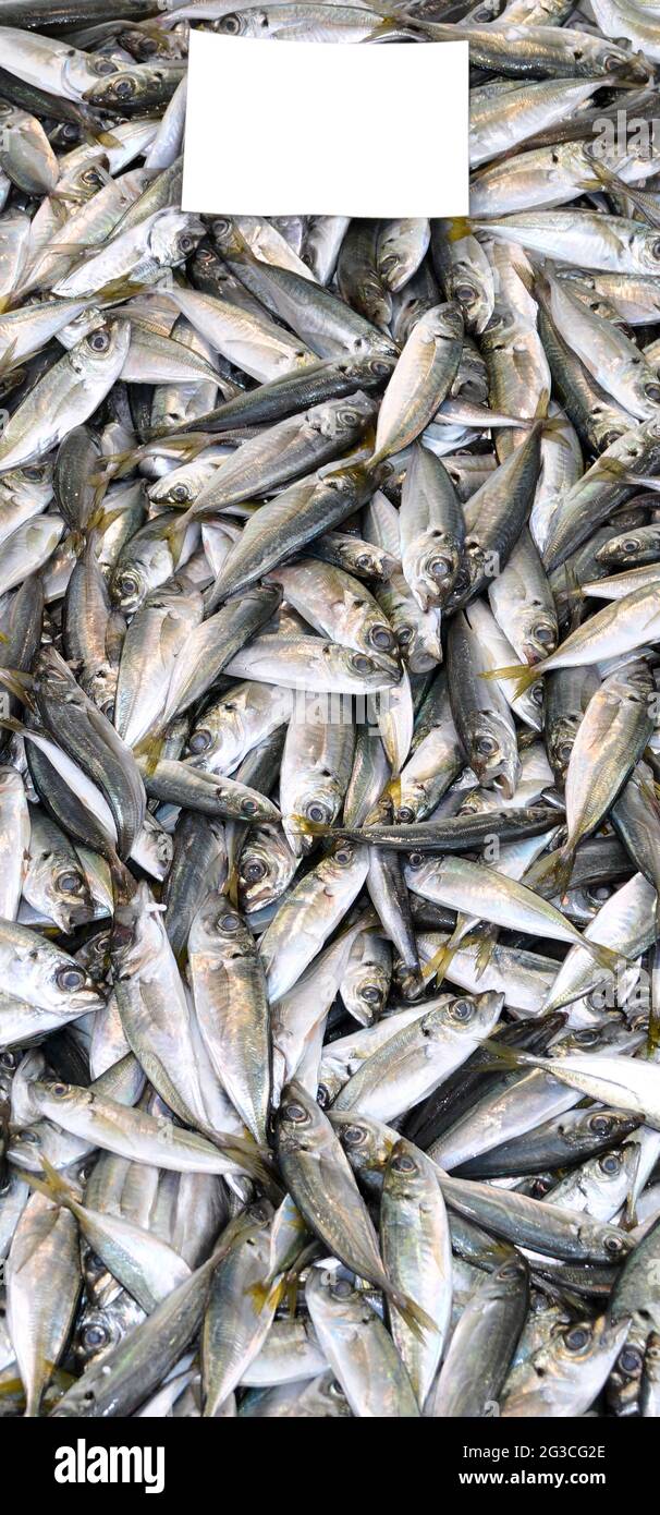 Les poissons propres sont vendus frais sur le marché du poisson, les poissons de chinchard frais, les équestres, vendus Banque D'Images