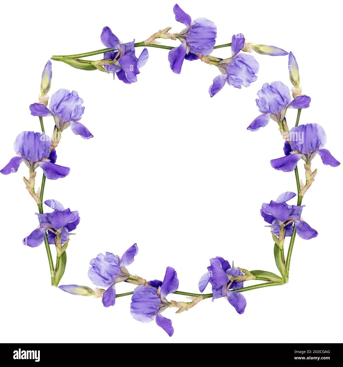 Fond floral comme un cercle. Iris sibérien, isolé sur fond blanc, cadre carré. Copier l'espace. Placer pour le texte Banque D'Images