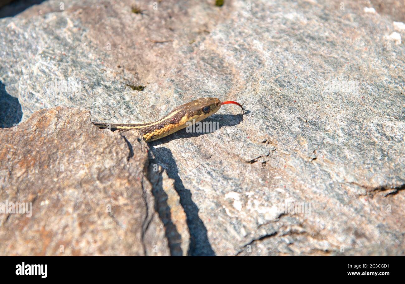 Un serpent de Garter nord-américain (ElapsoIdea) braque sa tête dehors af un mur de pierre dans le Vermont, États-Unis Banque D'Images