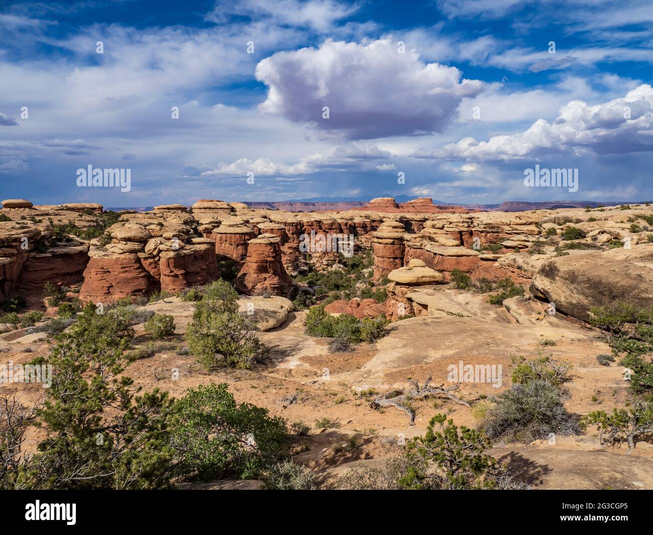 Formations d'aiguilles le long du Chesler Park Trail, Needles District, Parc national de Canyonlands, Utah. Banque D'Images