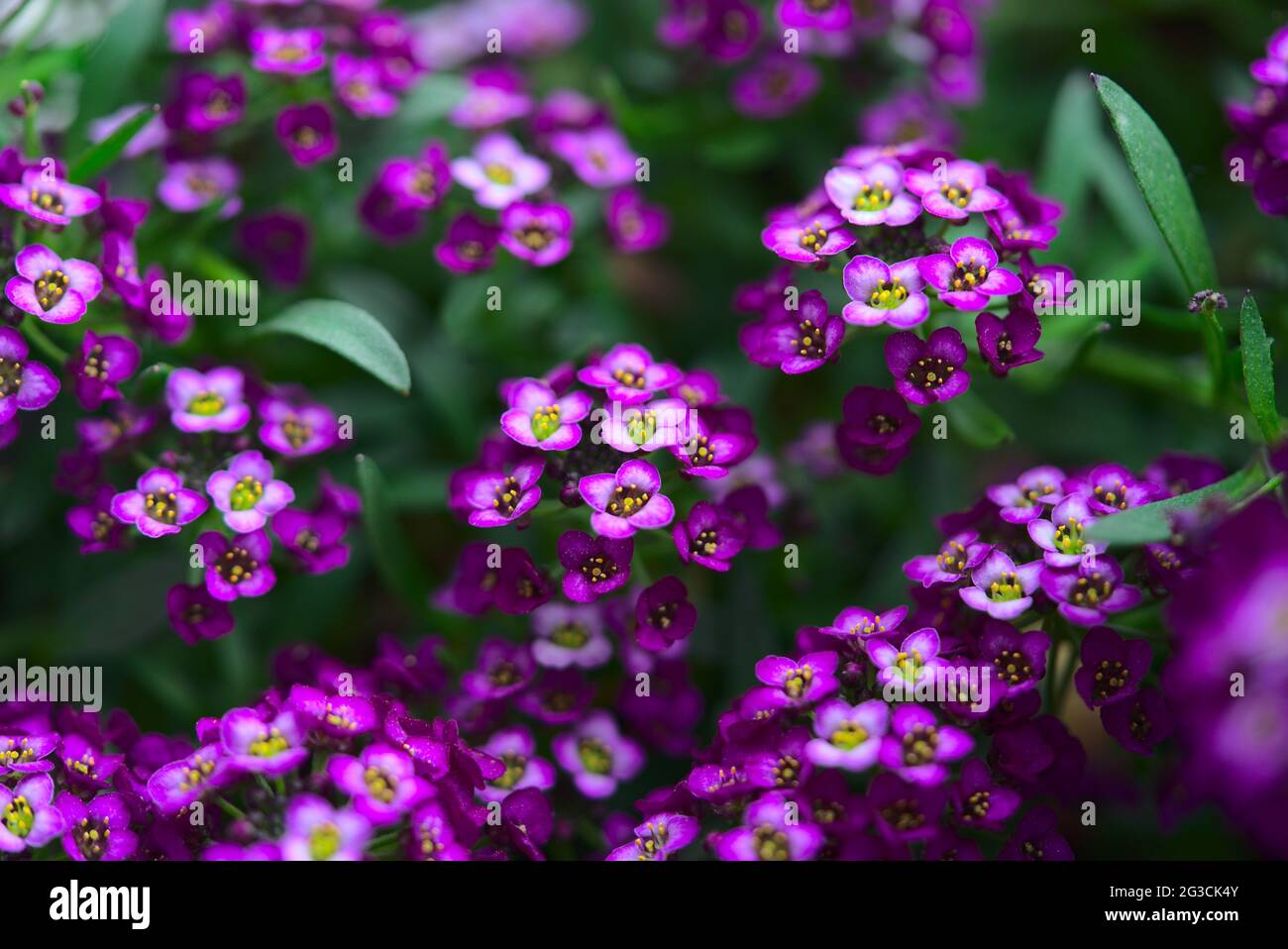 Branche d'Alyssum capot de Pâques Violet, petites fleurs en gros plan Banque D'Images