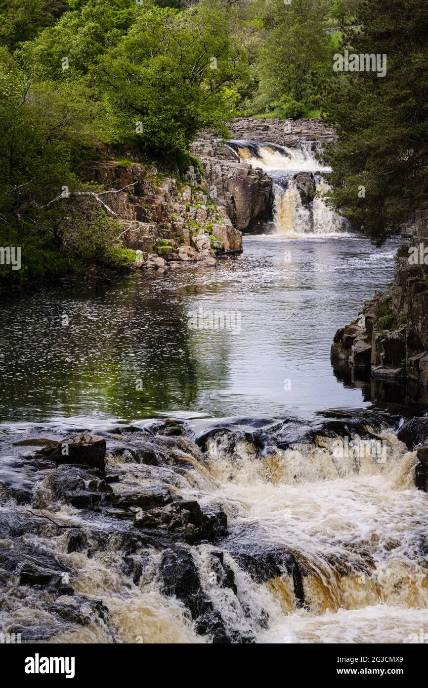 Chute d'eau de Low Force parmi les arbres sur la rivière Tees dans les Pennines du Nord, comté de Durham, Angleterre Banque D'Images