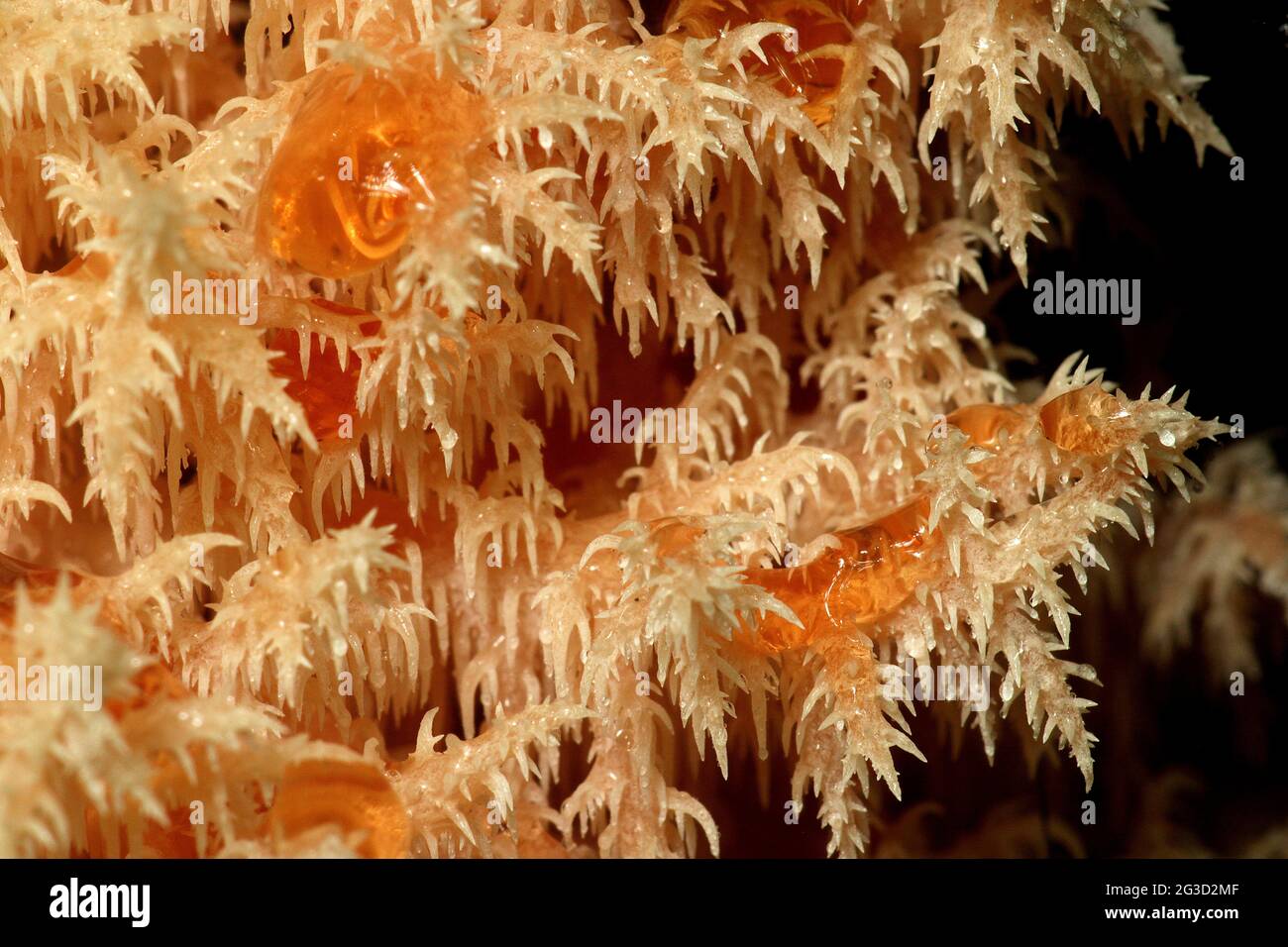 Champignon de la dent de corail (Hericium coralloides) Banque D'Images