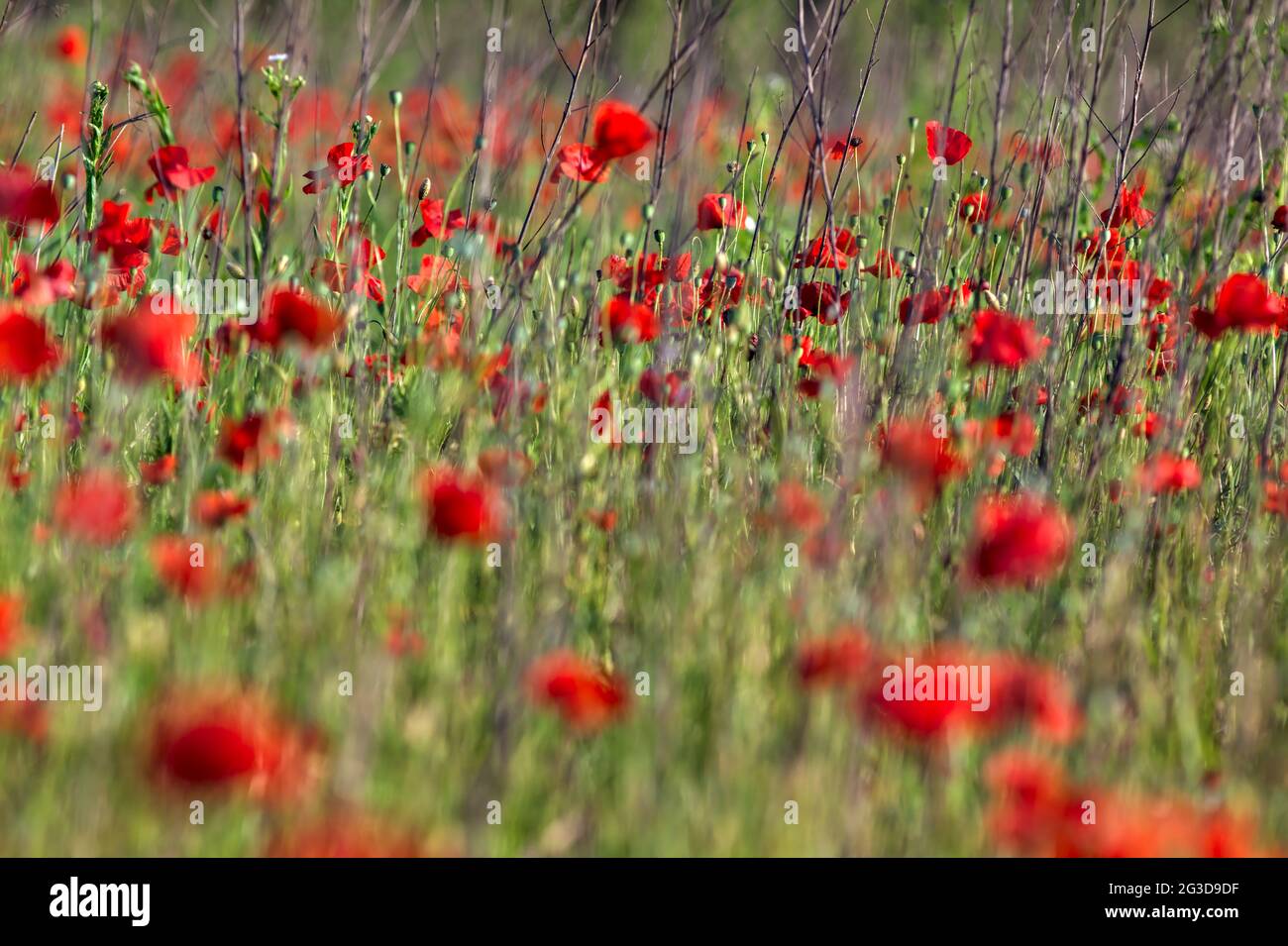 Des coquelicots dans l'herbe au coucher du soleil Banque D'Images