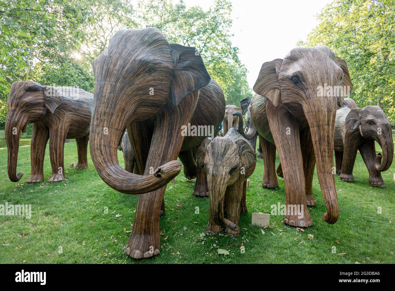 Les sculptures d'éléphant de Lantana exposées à Green Park, Londres par Elephant Family et The Real Elephant.coexistence est une installation artistique initiée par Elephant Family et le Real Elephant, composé de 100 sculpteurs d'éléphant créés par des peuples autochtones. Du 14 juin 2021 au 23 juillet 2021, le troupeau sera exposé à divers endroits du centre de Londres, à savoir Green Park, St. James' Park et Berkeley Square. Le mouvement vise à recueillir des fonds pour la famille des éléphants dans sa cause de protection de la faune sauvage contre la destruction humaine. Banque D'Images