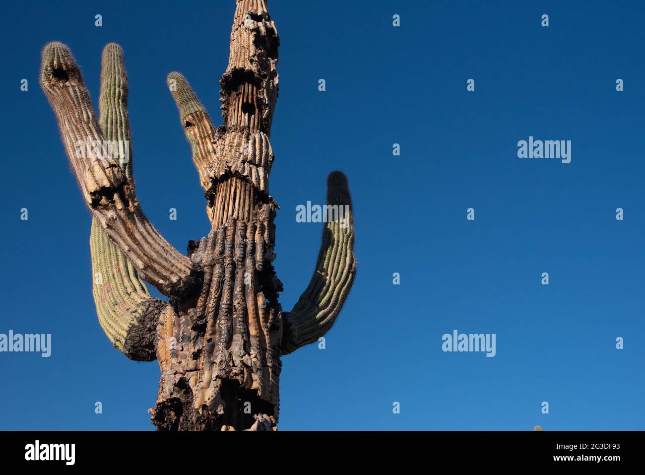 Saguaro Cactus (Carnegiea gigantea) en train de mourir lentement Banque D'Images