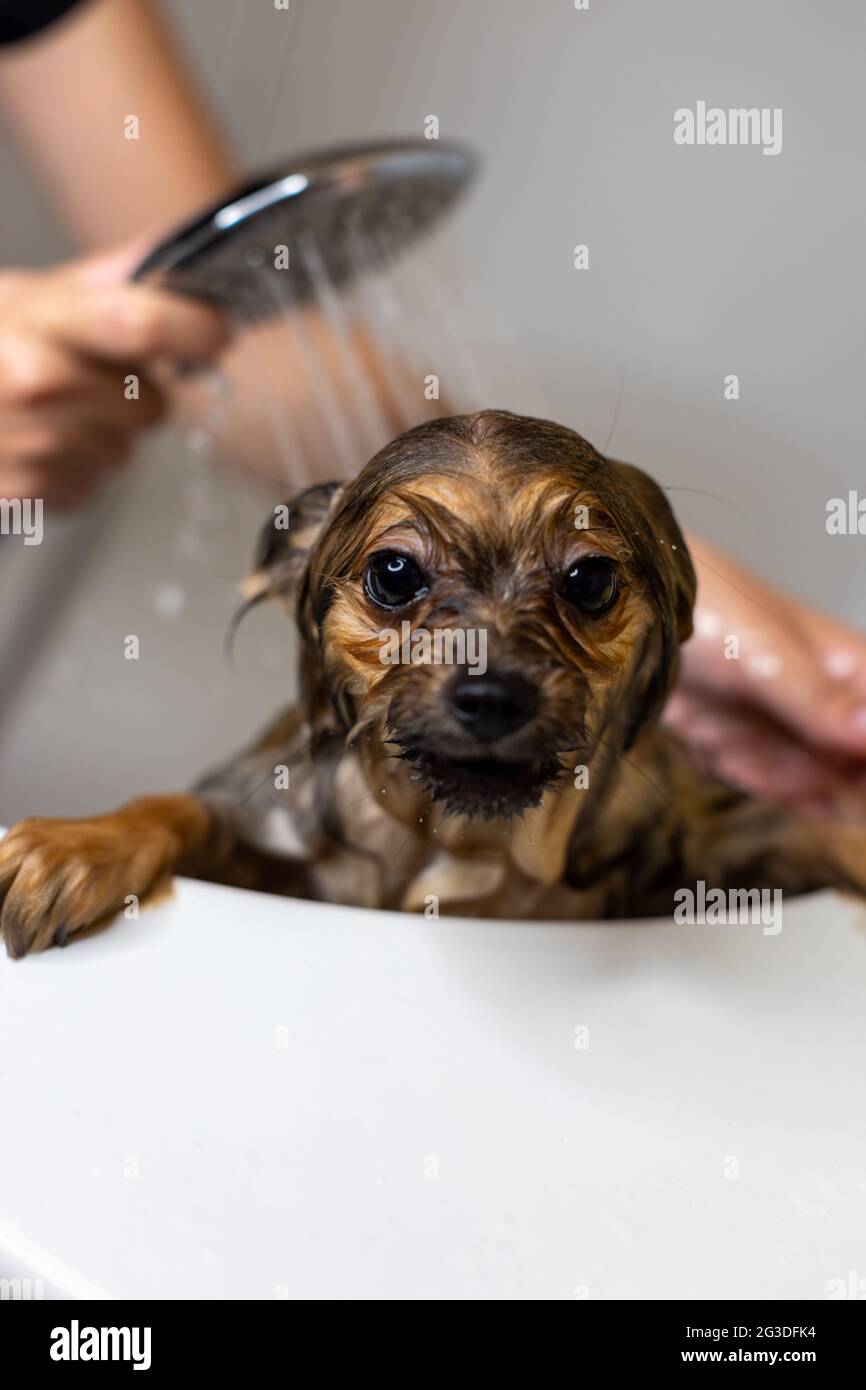 Bain du chien pomeranien drôle. Chien prenant un bain de bulles. Toilettage de chien Banque D'Images
