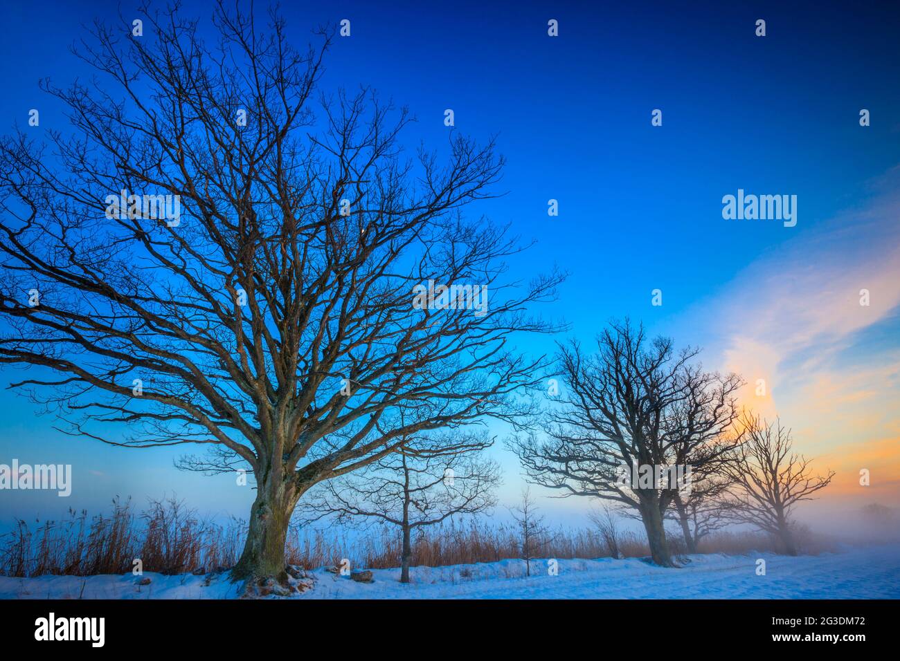 Grands vieux chênes en hiver lumière du soir à Dilling à Rygge, Østfold, Norvège, Scandinavie. Banque D'Images