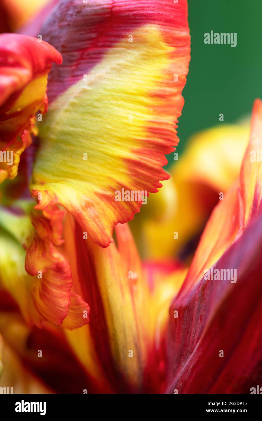Tulipa 'Rasta perroquet'. Pétales de tulipe Banque D'Images
