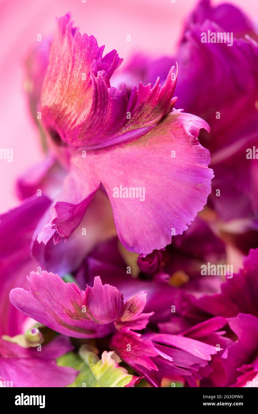 Tulipa. Pétales de fleurs de tulipe « Negrita Parrot » Banque D'Images