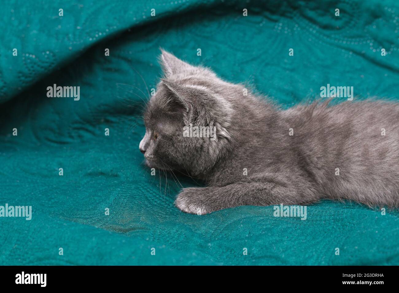 Petit Chaton Gris Avec Des Yeux Jaunes Chat Mignon A Poil Long Photo Stock Alamy