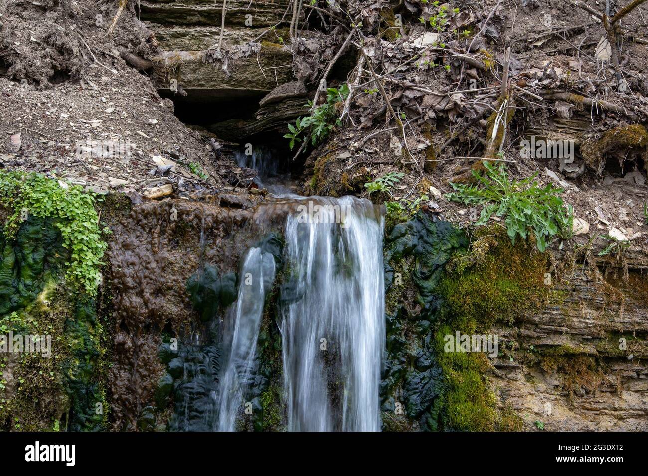 Ruisseau de forêt froide millénaire, petites cascades sur les rochers avec de la mousse glissante Banque D'Images