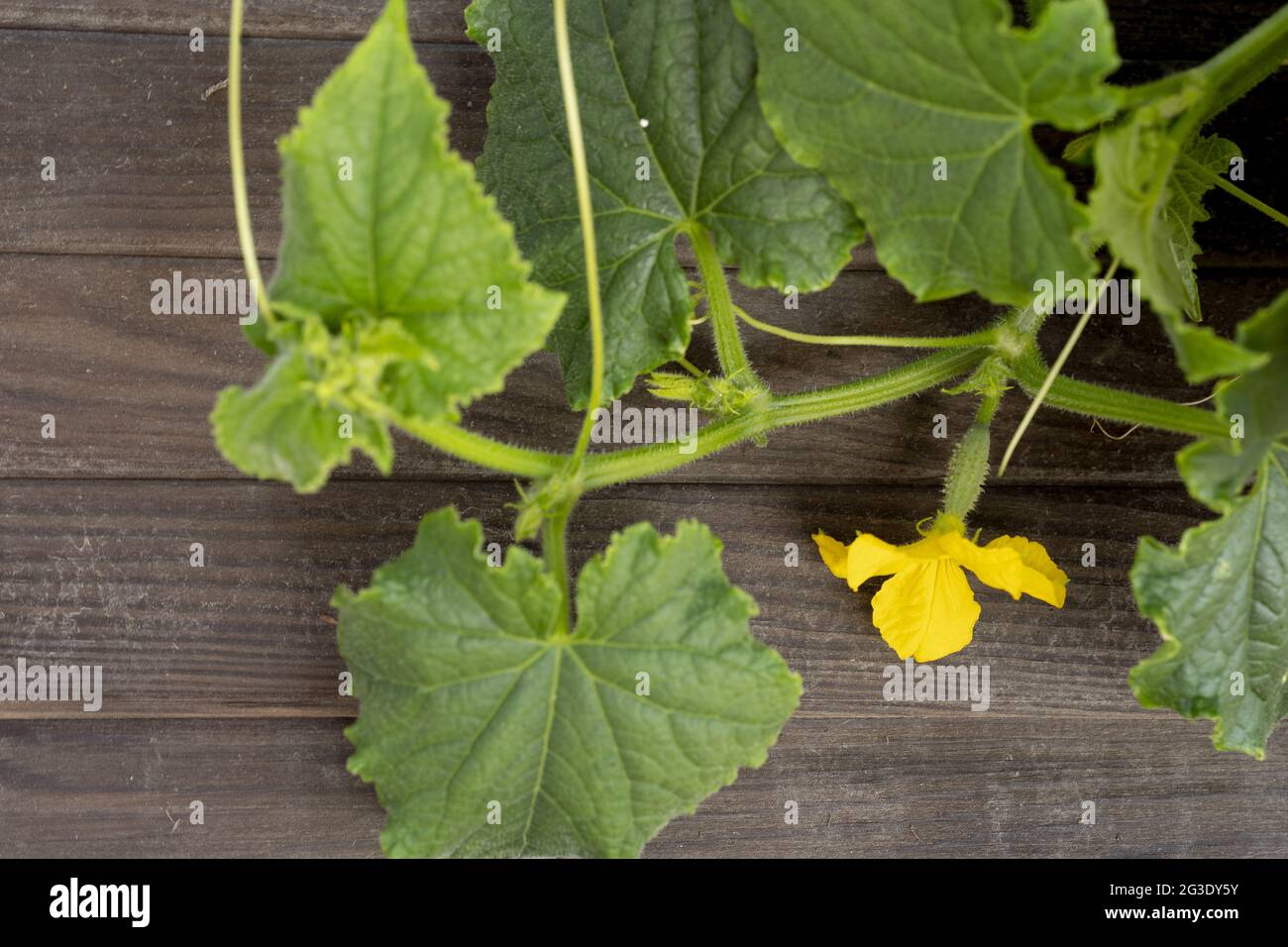 Plante de concombre. Les fleurs concombres croissent sur la branche Banque D'Images