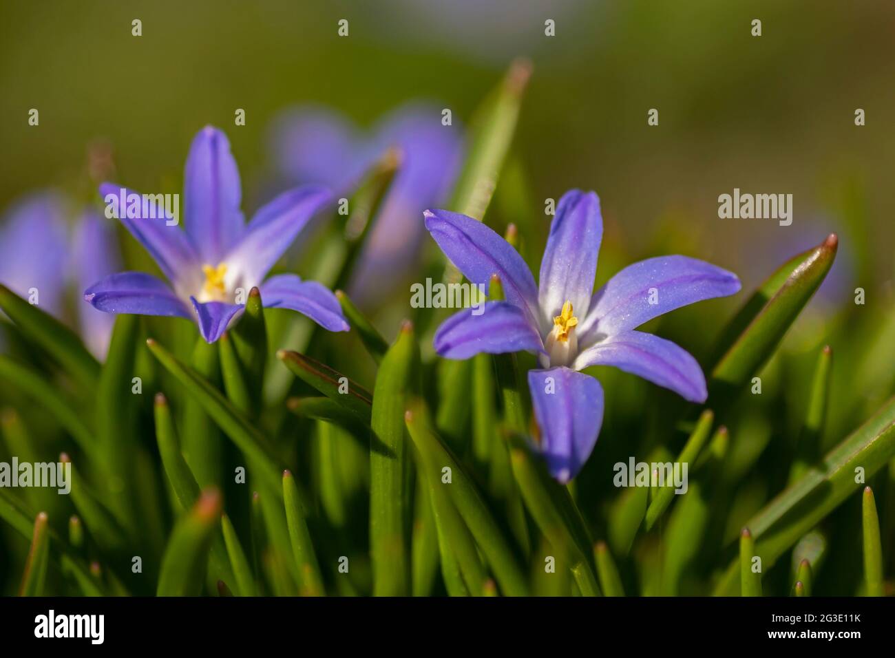 De belles fleurs bleu pâle de la gloire de la neige (Chionodoxa luciliae, Scilla luciliae) fleurissent au début du printemps Banque D'Images