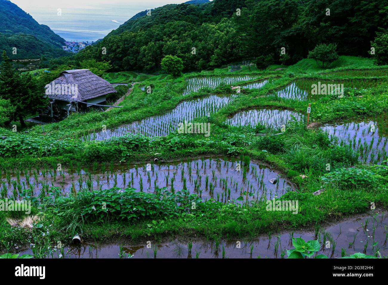 Les terrasses de riz Ishibu sur la péninsule d'Izu sont considérées comme l'un des meilleurs sites touristiques de Shizuoka. On dit que c'est la plus grande terrasse de riz avec Banque D'Images